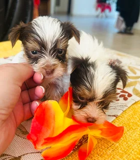 Yorkie Puppies
