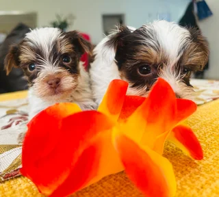 Yorkie Puppies