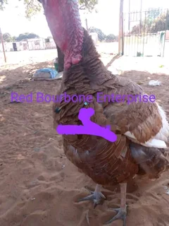 Looking for this freed