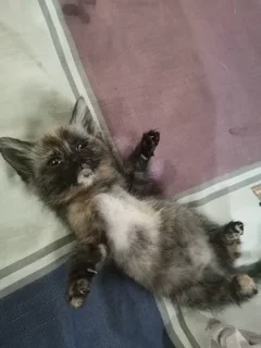 Kittens - Ad posted by Noorjehan Hoosen