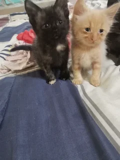 Kittens - Ad posted by Noorjehan Hoosen