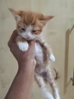 Kittens - Ad posted by Noorjehan Hoosen