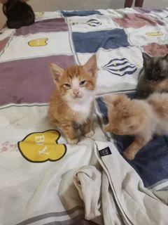 Kittens - Ad posted by Noorjehan Hoosen