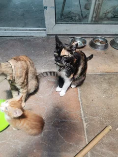 Cat - Ad posted by Noorjehan Hoosen