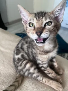 Purebred bengal kittens