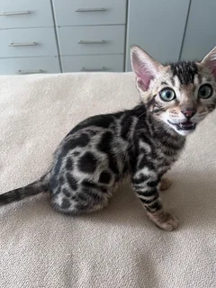 Purebred bengal kittens