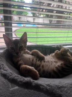 Purebred bengal kittens