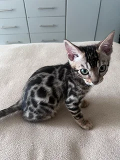 Purebred bengal kittens