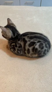 Kittens - Ad posted by Halima