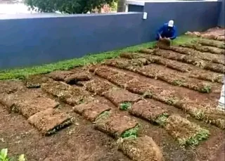 Evergreen kikuyu grass with top soil available