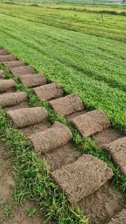 Cheapest kikuyu grass available with installation