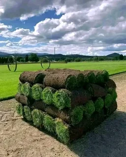 Cheapest kikuyu grass available with installation