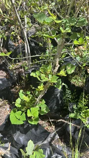 Real Yellowwood Trees – Podocarpus latifolius (Indigenous Saplings) &amp; Other Trees