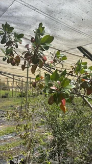 Real Yellowwood Trees – Podocarpus latifolius (Indigenous Saplings) &amp; Other Trees