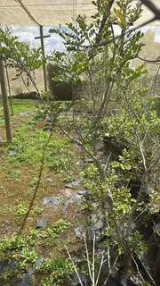 Real Yellowwood Trees – Podocarpus latifolius (Indigenous Saplings) &amp; Other Trees