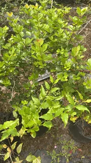 Real Yellowwood Trees – Podocarpus latifolius (Indigenous Saplings) &amp; Other Trees