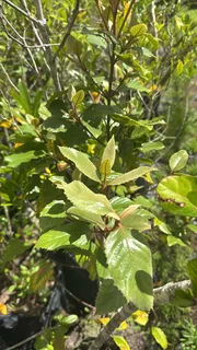 Real Yellowwood Trees – Podocarpus latifolius (Indigenous Saplings) &amp; Other Trees