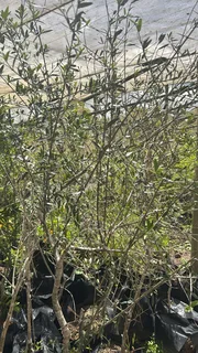 Real Yellowwood Trees – Podocarpus latifolius (Indigenous Saplings) &amp; Other Trees