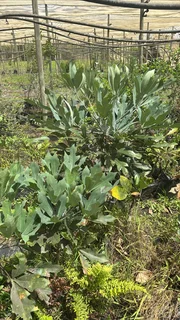 Real Yellowwood Trees – Podocarpus latifolius (Indigenous Saplings) &amp; Other Trees