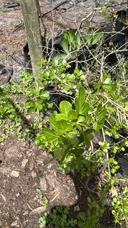 Real Yellowwood Trees – Podocarpus latifolius (Indigenous Saplings) &amp; Other Trees