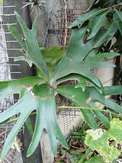 Mounted Staghorn Ferns (Platycerium)