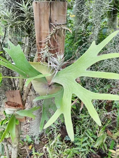 Mounted Staghorn Ferns (Platycerium)