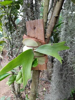 Mounted Staghorn Ferns (Platycerium)