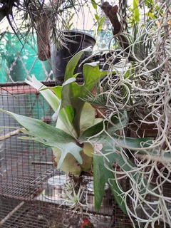 Mounted Staghorn Ferns (Platycerium)
