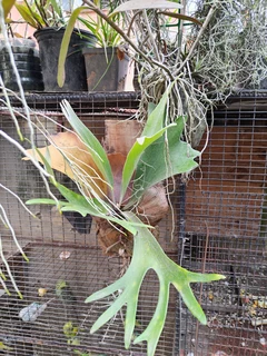 Mounted Staghorn Ferns (Platycerium)