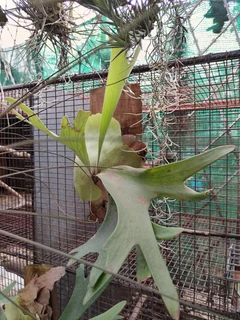 Mounted Staghorn Ferns (Platycerium)