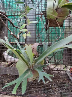 Mounted Staghorn Ferns (Platycerium)