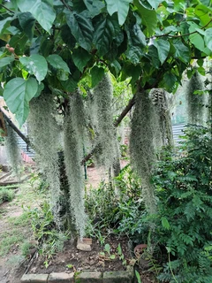 Spanish Moss (Old man&#39;s beard)