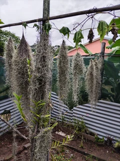 Spanish Moss (Old man&#39;s beard)