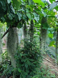 Spanish Moss (Old man&#39;s beard)