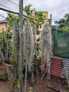 Spanish Moss (Old man&#39;s beard)