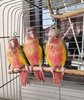 Tame handreared Conures