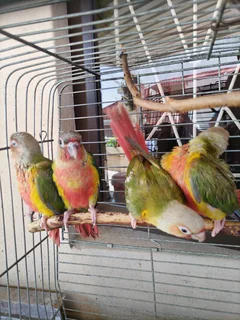 Tame handreared Conures