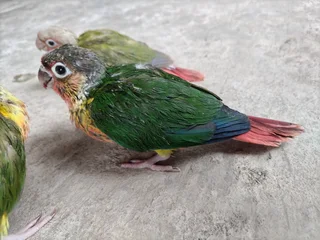 Tame handreared Conures