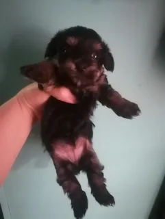 Yorkie standerd pups r5000