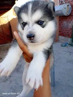 Husky - Ad posted by Sakeena Damon