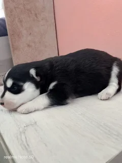Husky pups