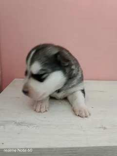 Husky pups