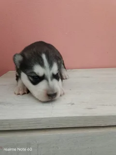 Husky pups