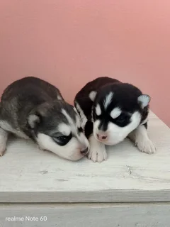 Husky pups