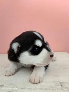 Husky pups