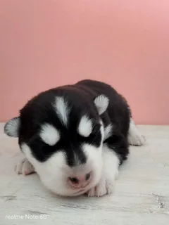 Husky pups