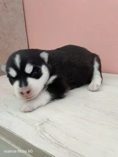 Husky pups