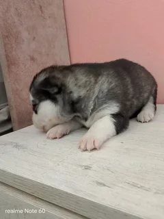 Husky pups