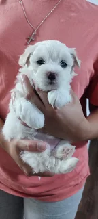 White Maltese Puppies