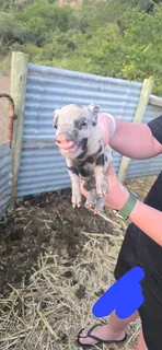 Pot belly piglets for sale